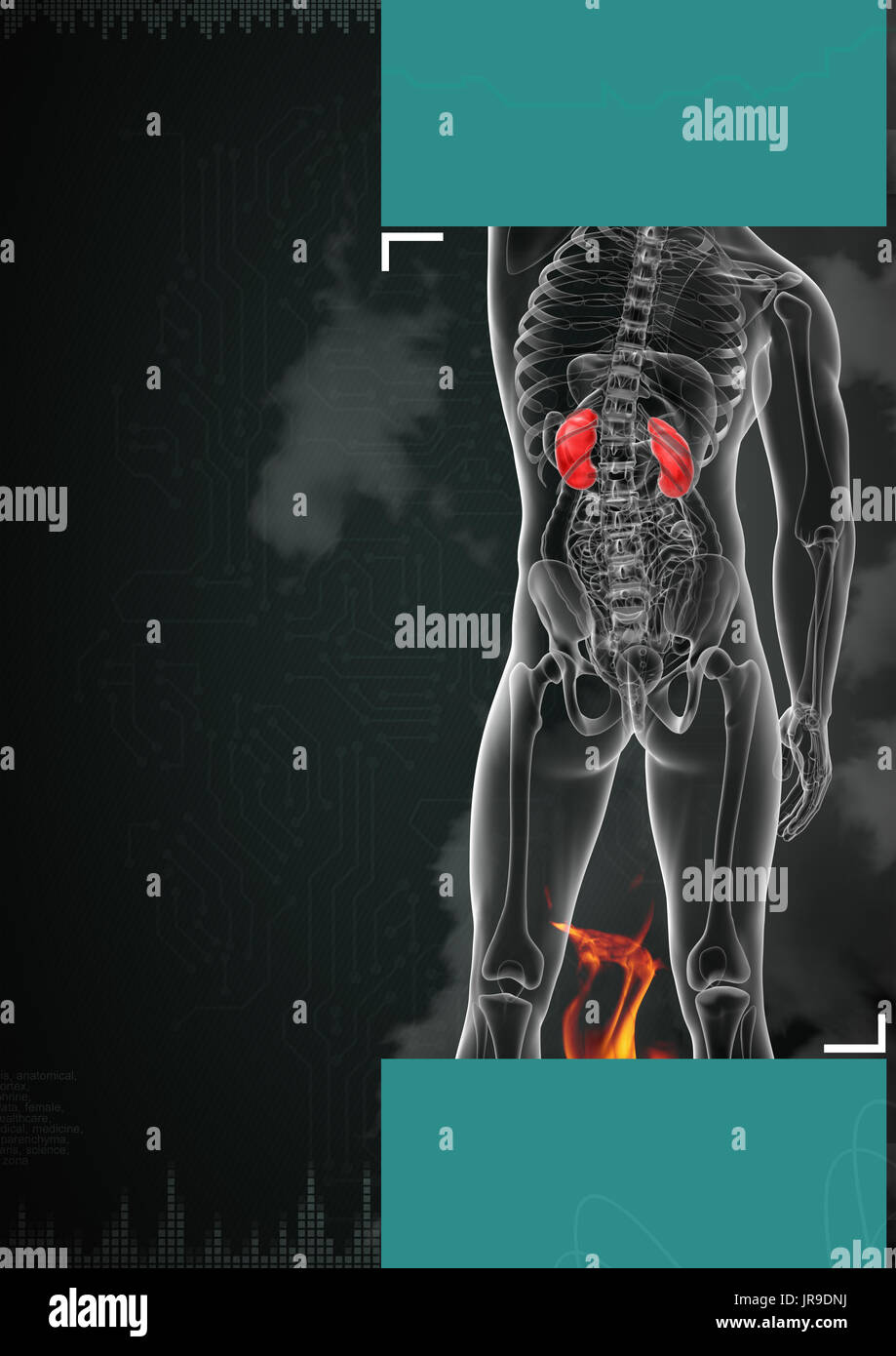 3d rendered illustration of kidneys Stock Photo - Alamy