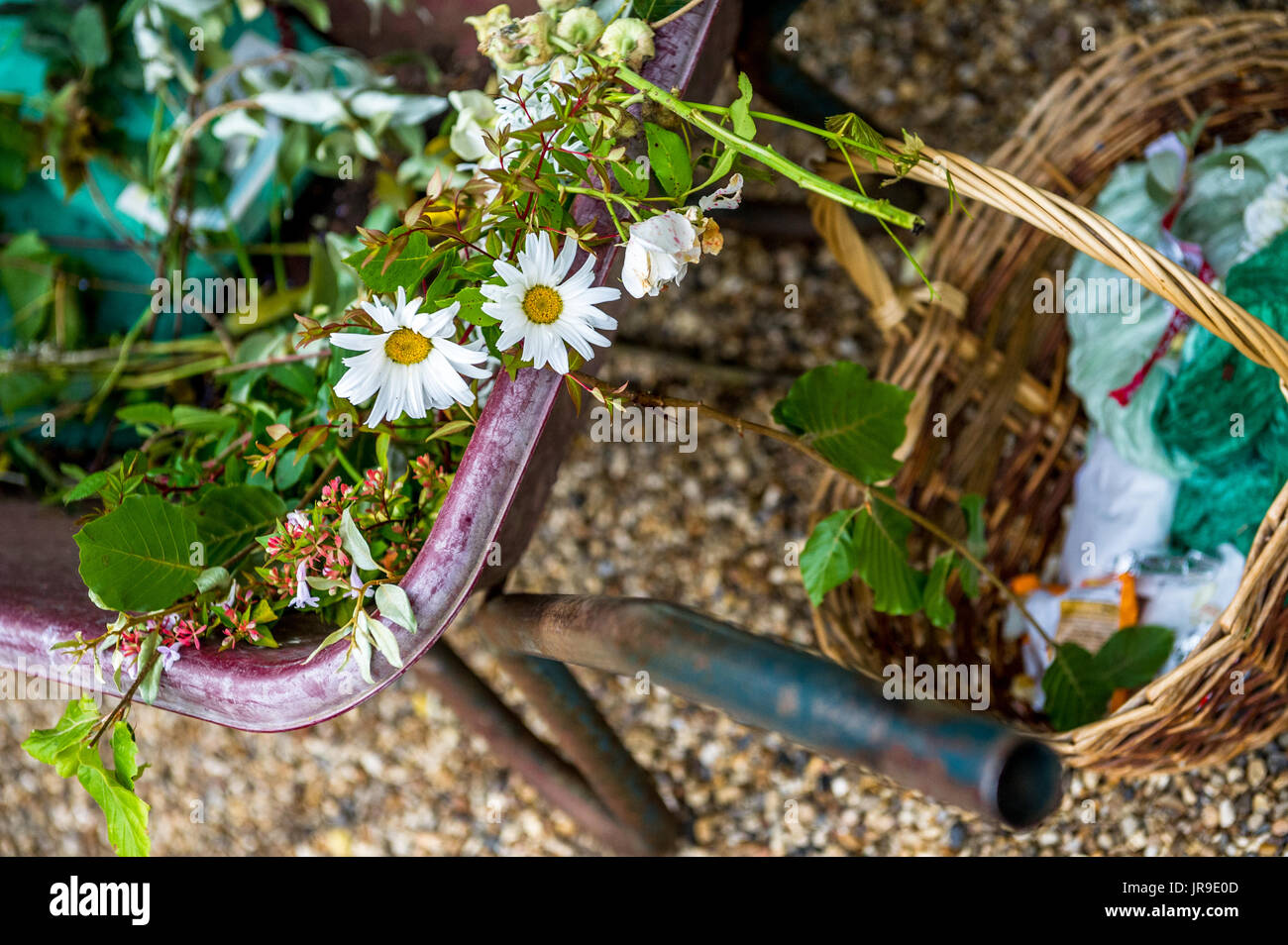 Cut Oxeye daisies in a wheel barrow. Stock Photo