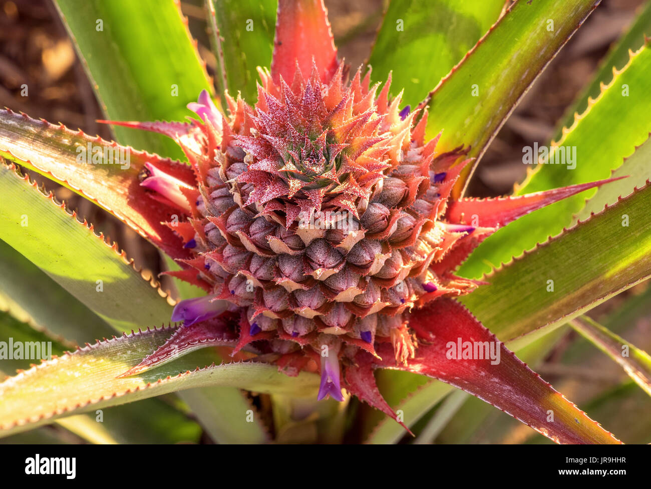 Blooming pineapple in a natural environment on plantations in Thailand  Stock Photo - Alamy
