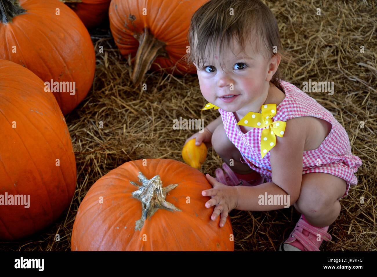 Toddler looking for that perfect pumpkin at the Fall festival. Stock Photo