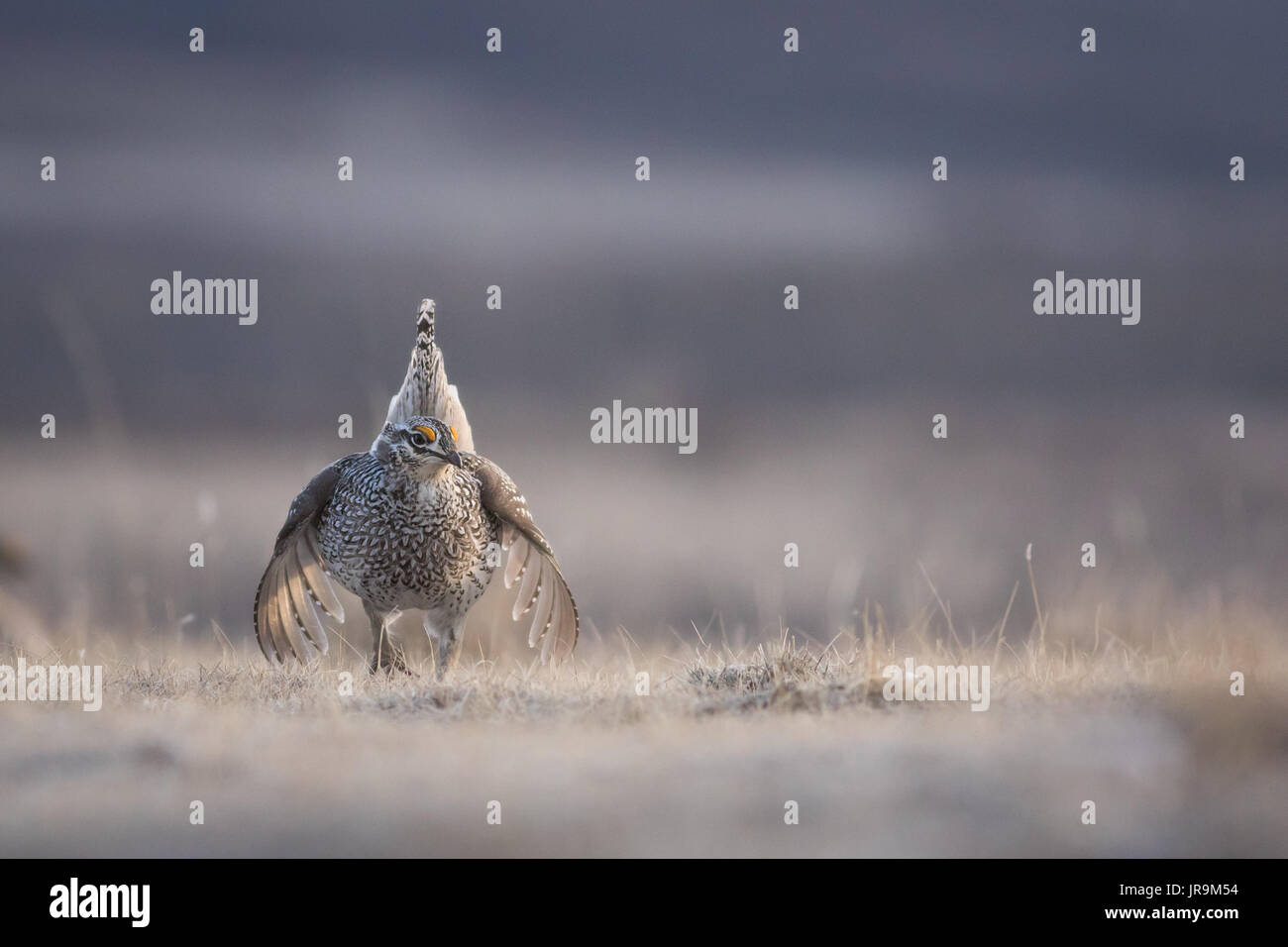 Sharp-tailed Grouse ( Tympanuchus phasianellus) getting ready to dance on its lek from with beautiful golden light. Stock Photo