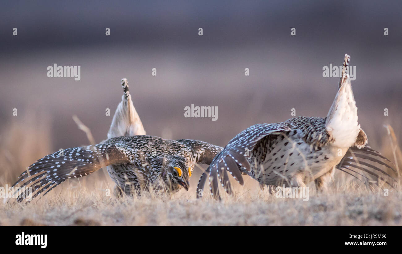 Two adult Sharp-tailed Grouse ( Tympanuchus phasianellus) displaying courtship behaviour during a dance off on their lek #2 Stock Photo
