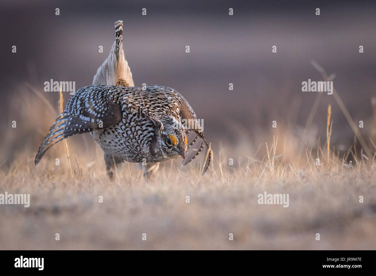 Sharp-tailed Grouse ( Tympanuchus phasianellus) getting ready to dance on its lek from a very low angle. Stock Photo