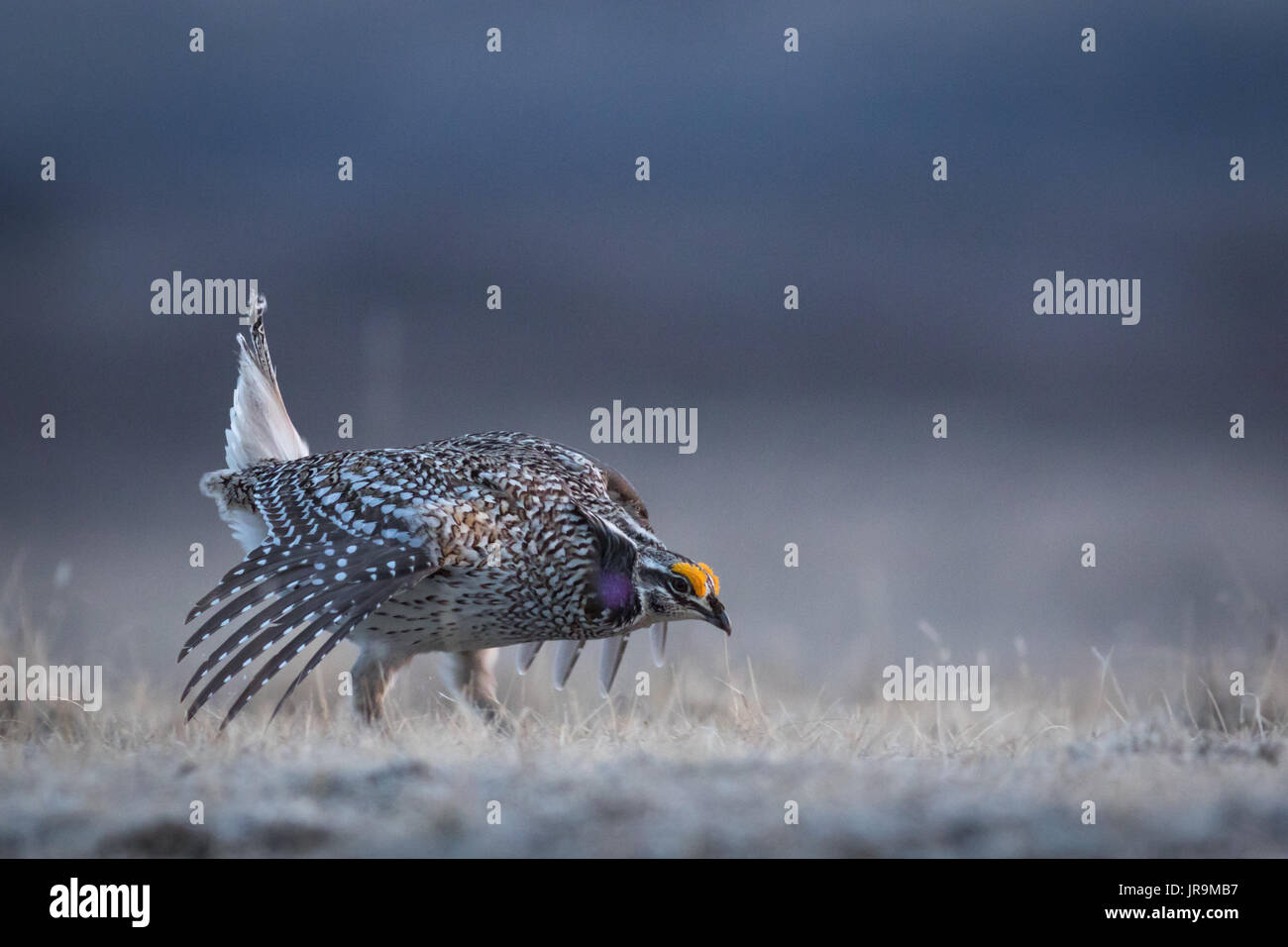 Sharp-tailed Grouse ( Tympanuchus phasianellus) in full courtship behaviour on its lek Stock Photo