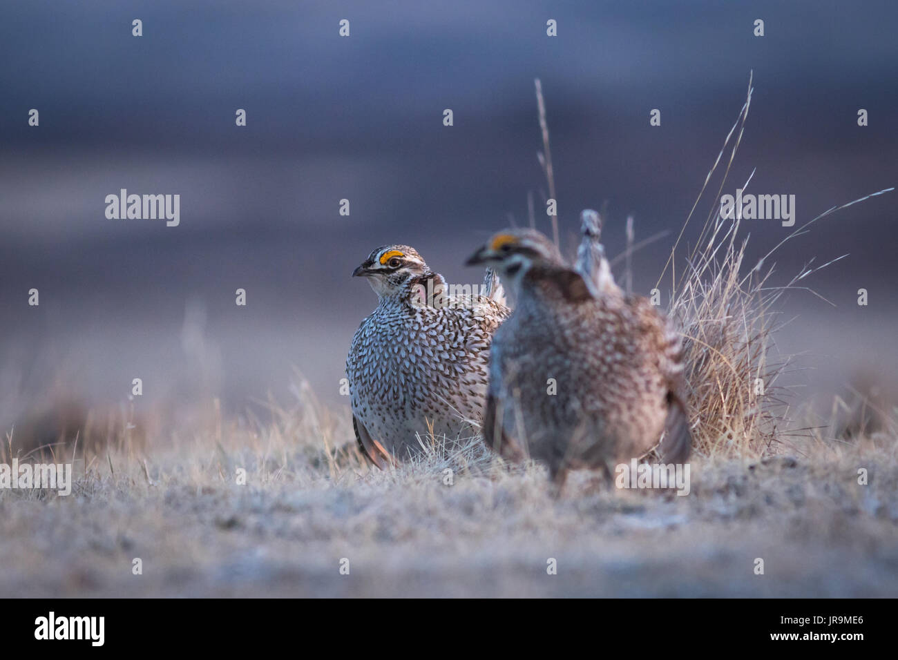 Two adult Sharp-tailed Grouse ( Tympanuchus phasianellus) taking a break from courtship behaviours. Stock Photo