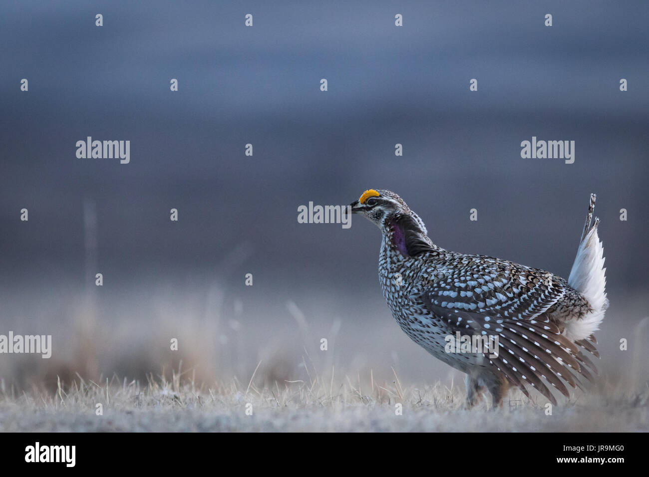 Sharp-tailed Grouse ( Tympanuchus phasianellus) getting ready to dance on its lek. Stock Photo