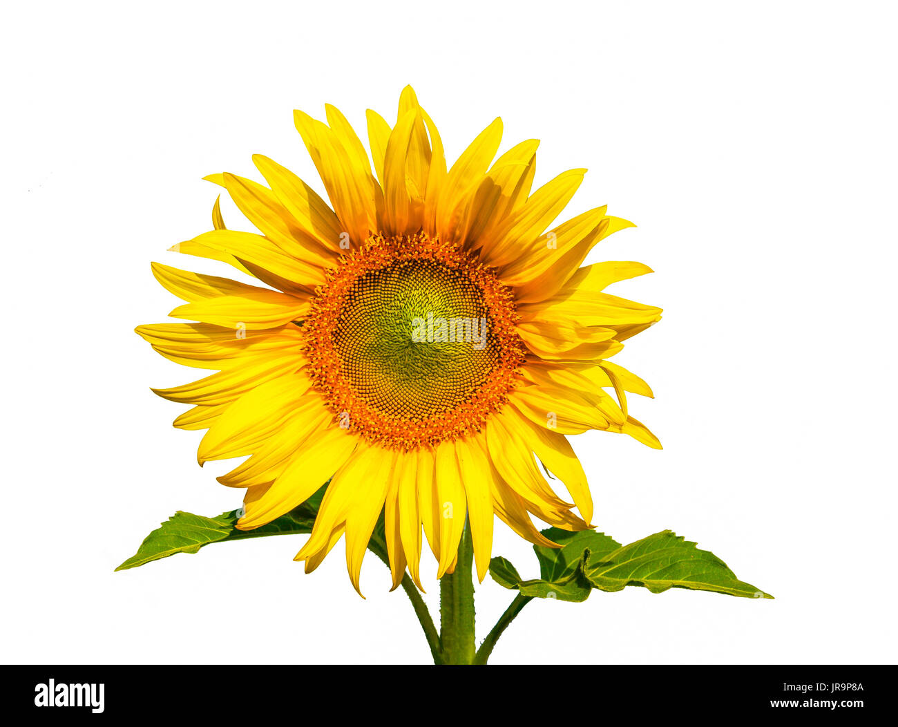 beautiful isolate sunflower on white background Stock Photo - Alamy