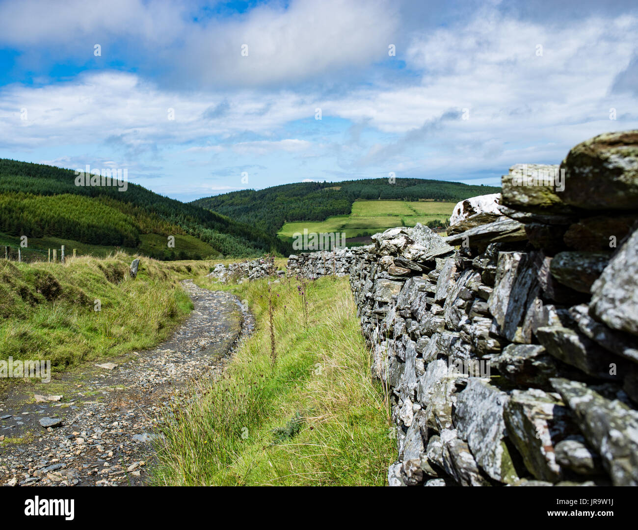 Old track road, view toward Glen Rushen Plantation Stock Photo