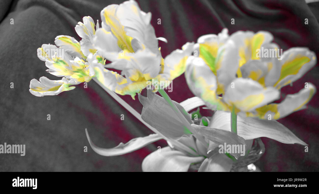 Abstract tulip, Abstract Tulipa Stock Photo
