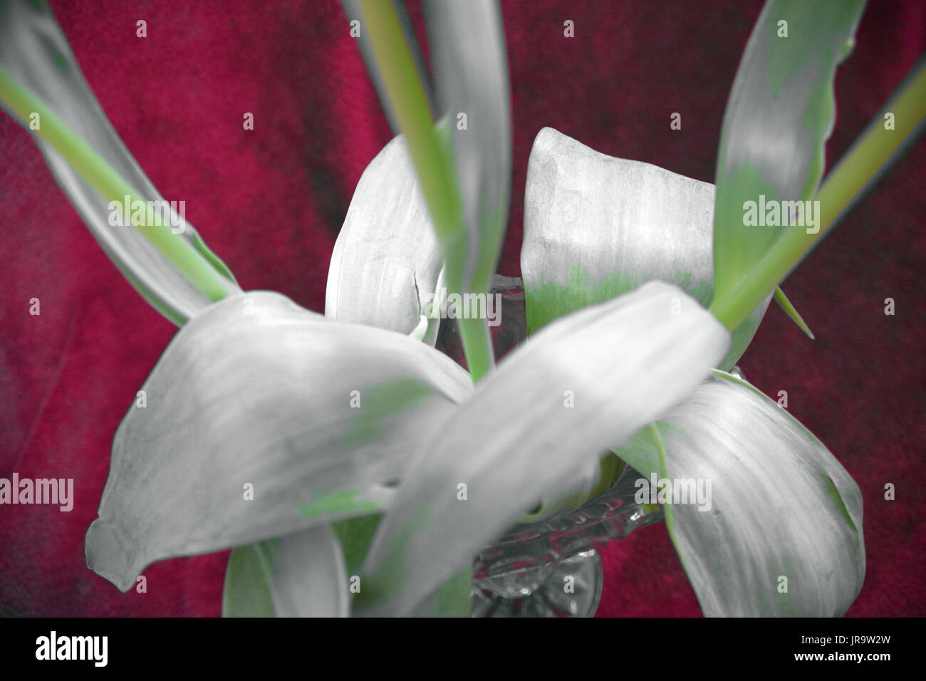Abstract tulip, Abstract Tulipa Stock Photo