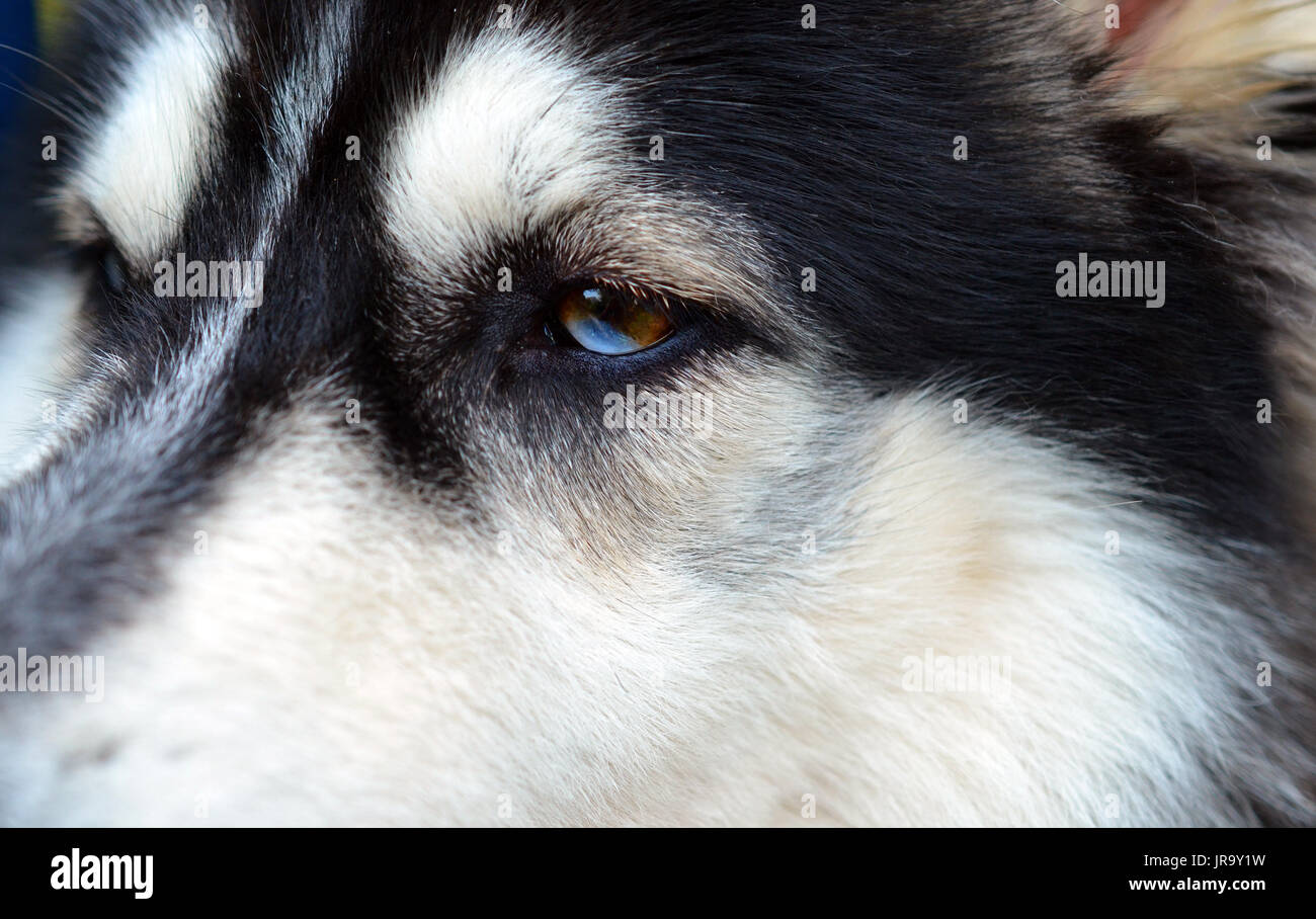 Close up view of a Siberian Husky's two-colored eye, half brown, half blue Stock Photo