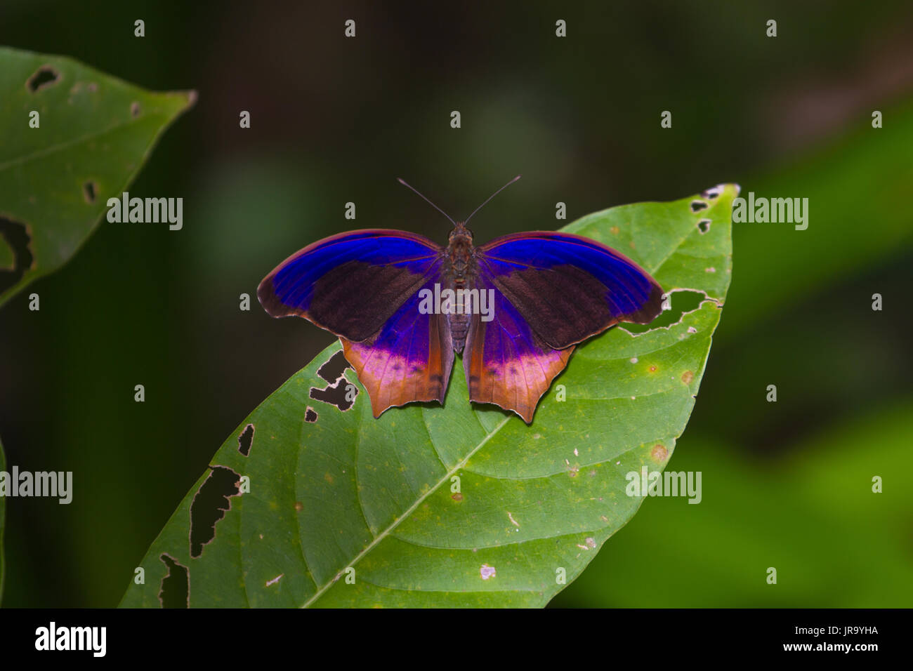 Butterfly, Royal Assyrian (Terinos terpander) on green leaf Stock Photo