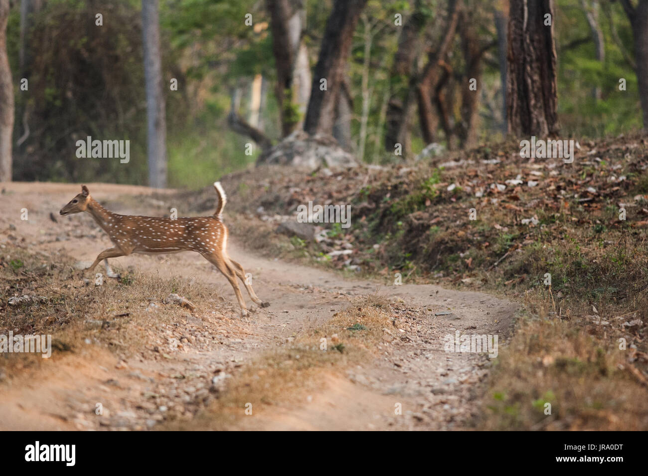 Spotted Deer running across the road Stock Photo Alamy