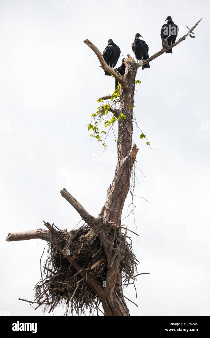 Four black vultures perched above an osprey nest in Ponte Vedra Beach, Florida. (USA) Stock Photo