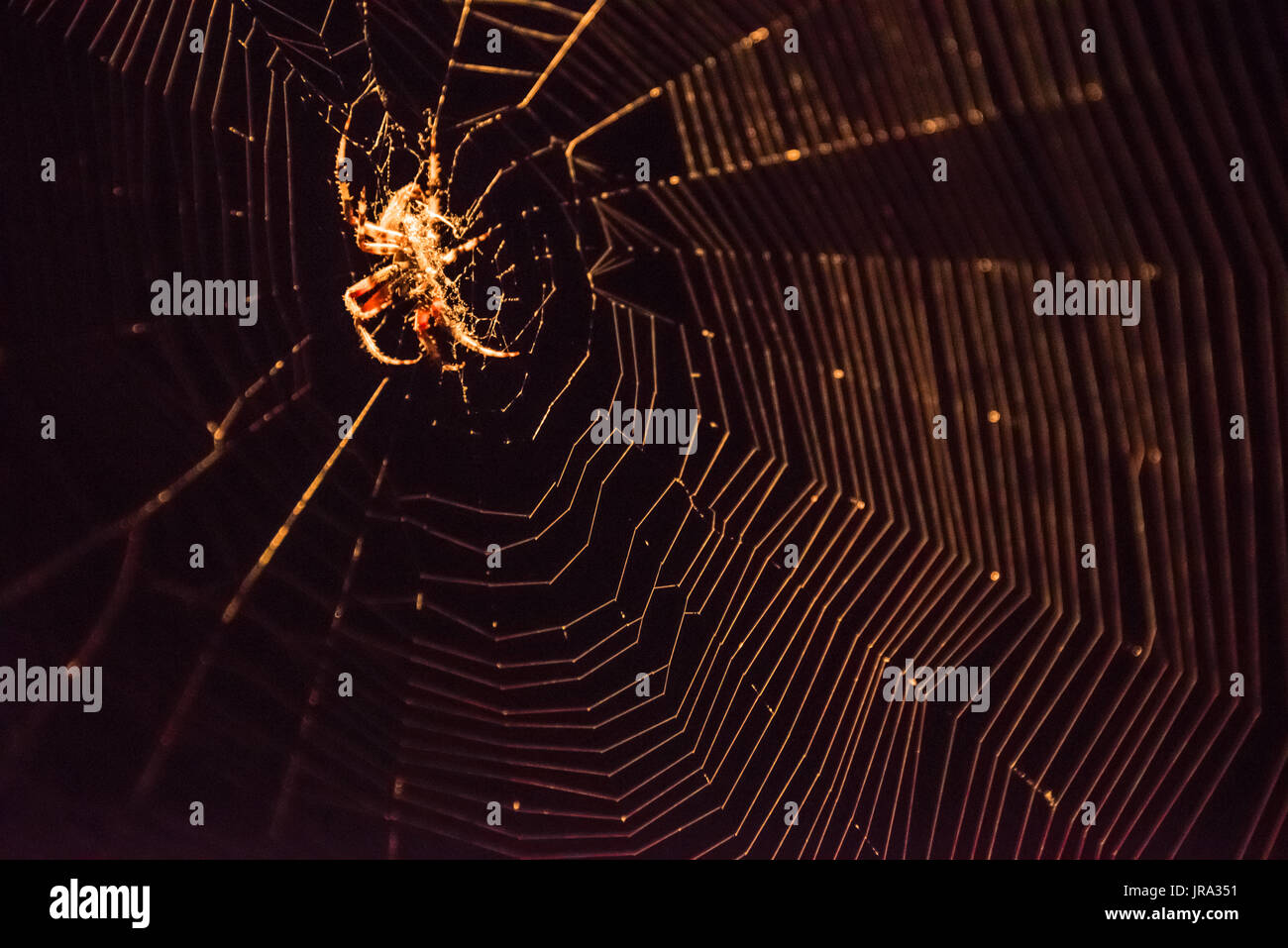 Illuminated Spotted Orbweaver (Neoscona crucifera) spider and web against a black night sky. Stock Photo
