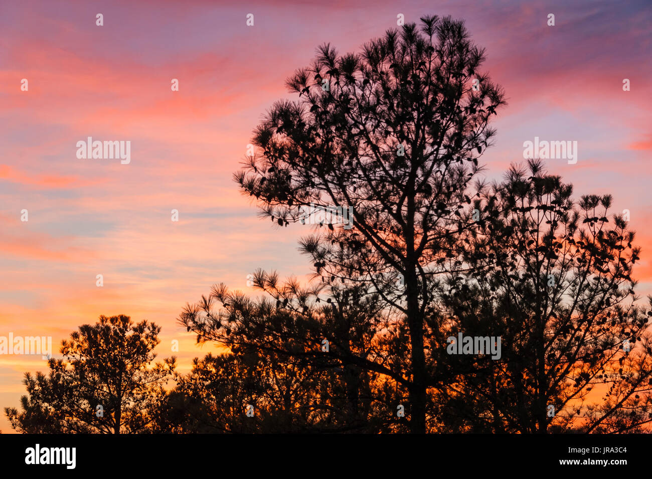 Pine trees loaded with pine cones and silhouetted against a colorful sunset sky at Stone Mountain Park in Atlanta, Georgia. (USA) Stock Photo
