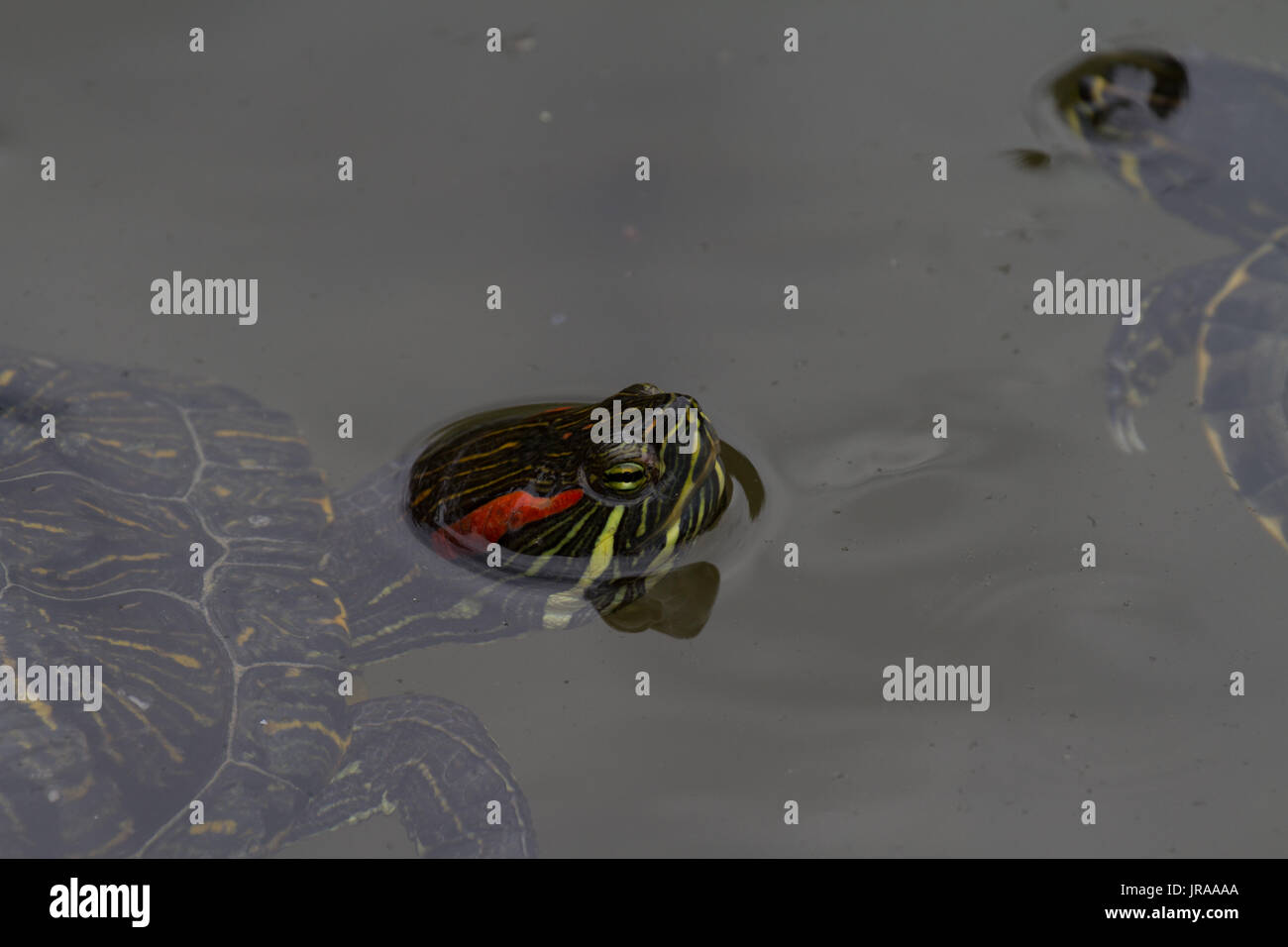 Reptile lake garda hires stock photography and images Alamy