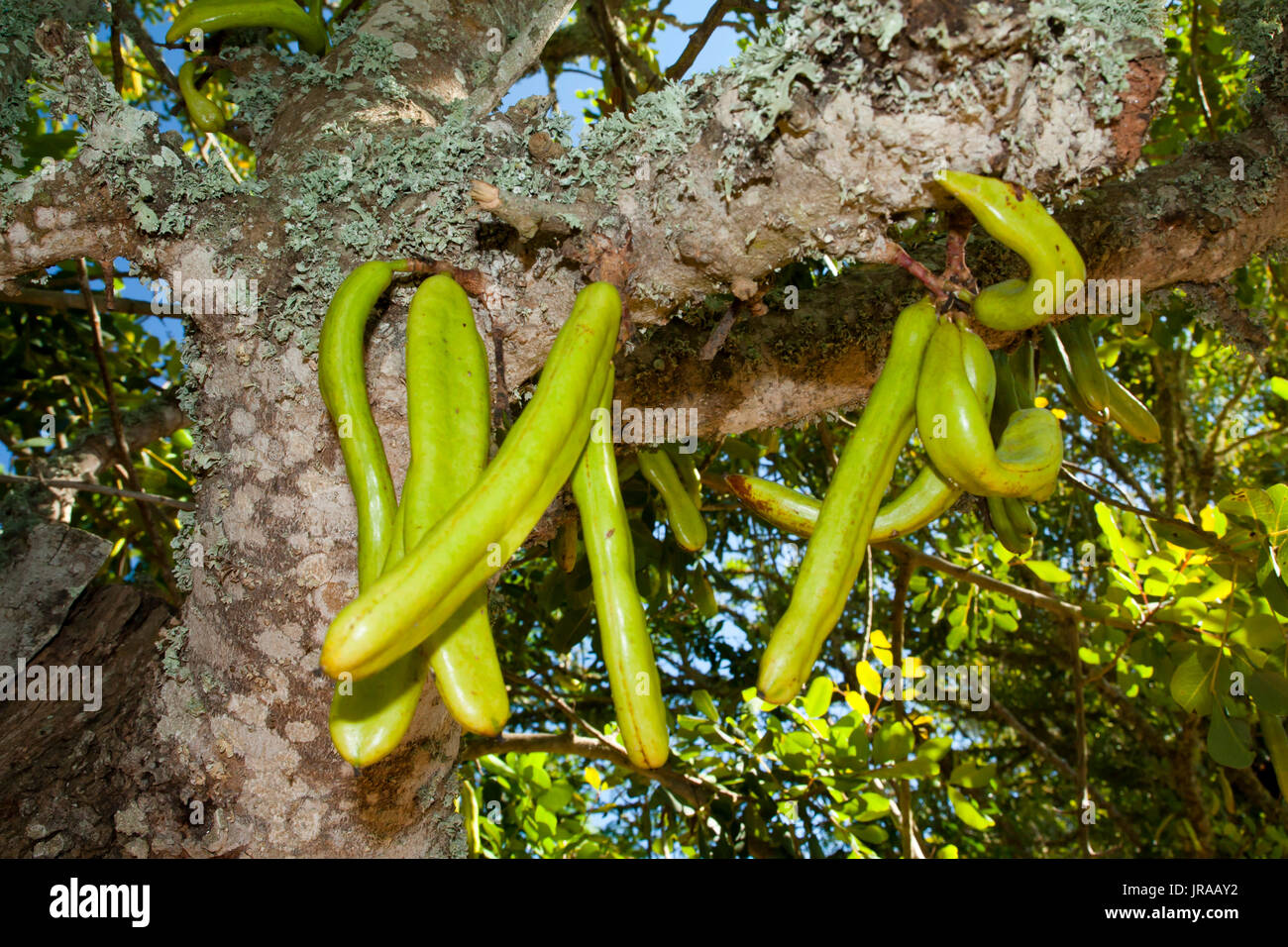 Parmentiera edulis - candle tree green exotic fruit Stock Photo
