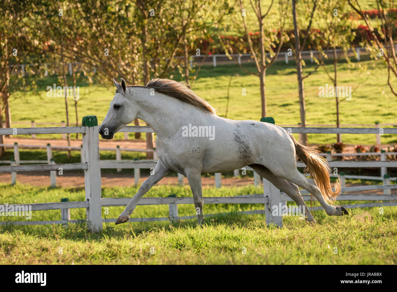 Gray Mangalarga Marchador Stallion in Brazil Stock Photo