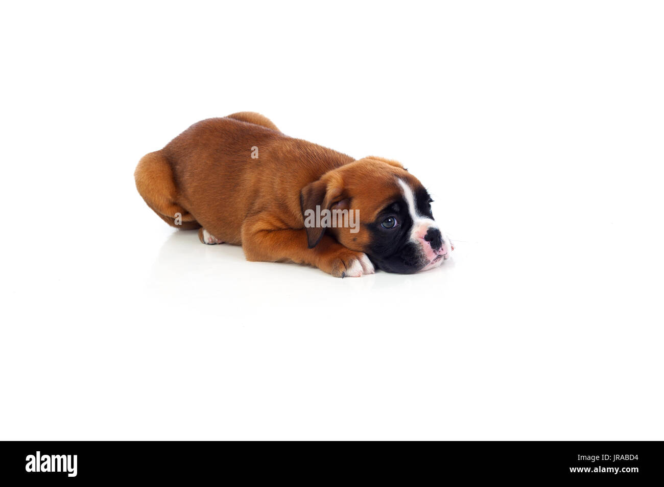Adorable puppy lying on the floor isolated on white background Stock ...