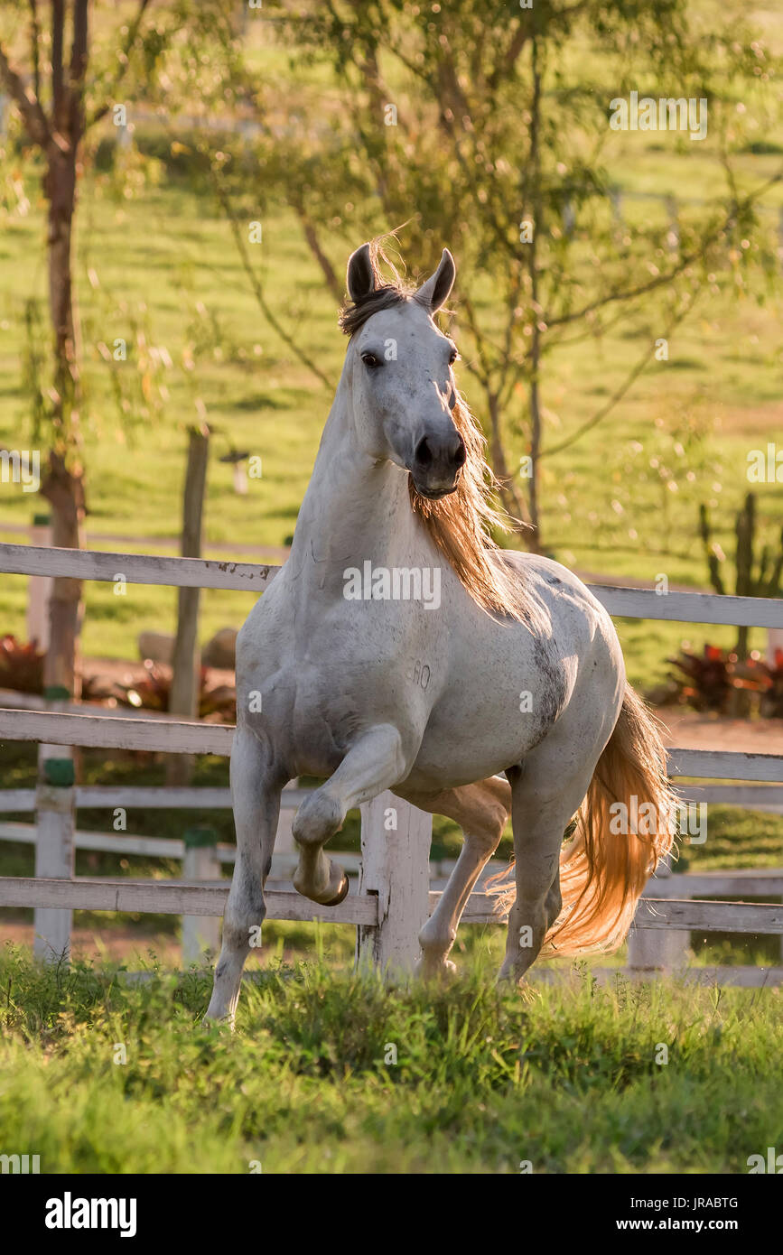 Gray Mangalarga Marchador Stallion in Brazil Stock Photo