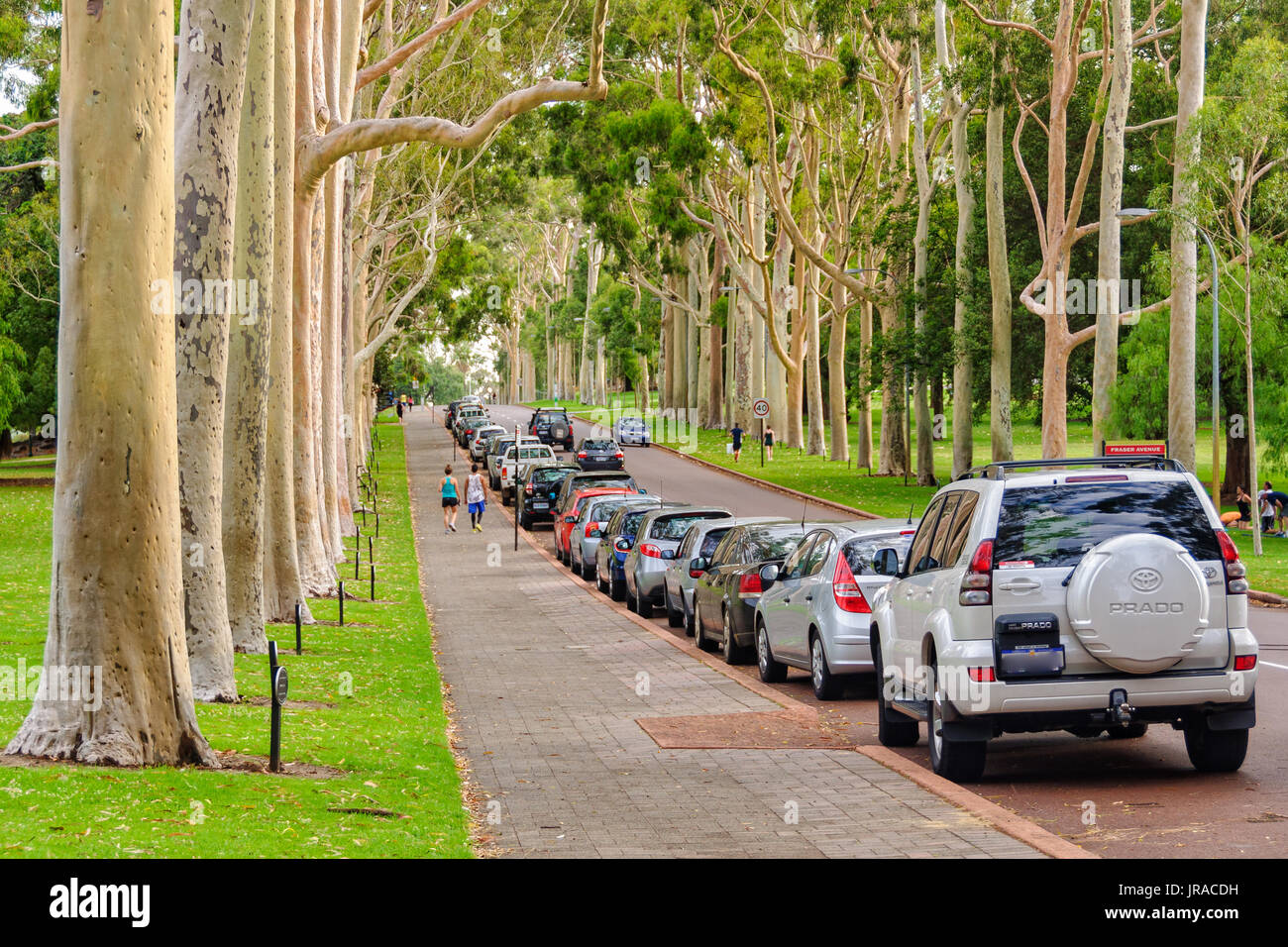Magnificent eucalypts (red-flowering gum trees) along Fraser Avenue in Kings Park - Perth, WA, Australia Stock Photo