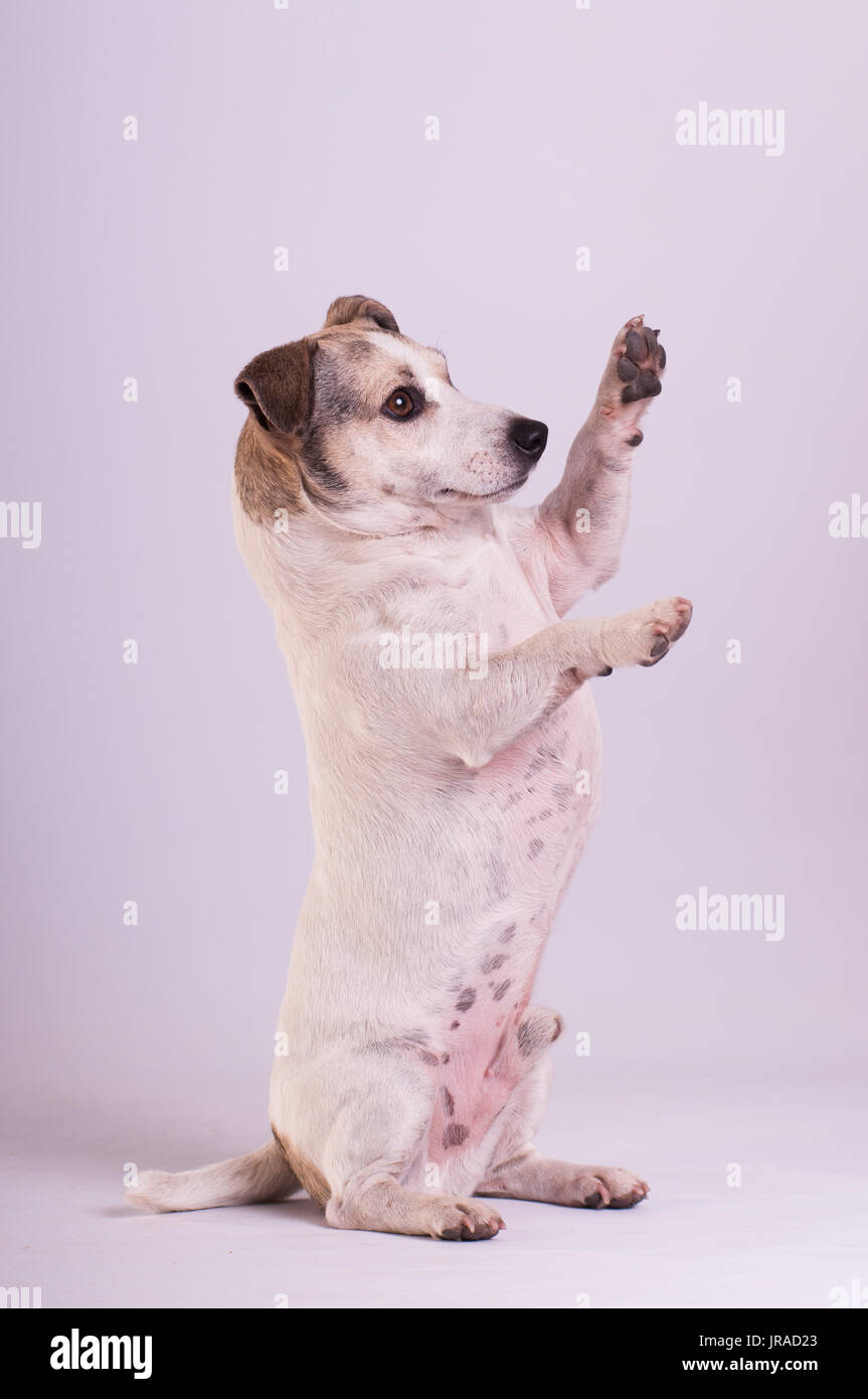 How To Train A Jack Russell Terrier