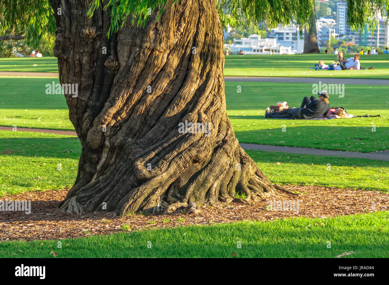 Spiral grain tree trunk in the majestic Kings Park Perth, WA