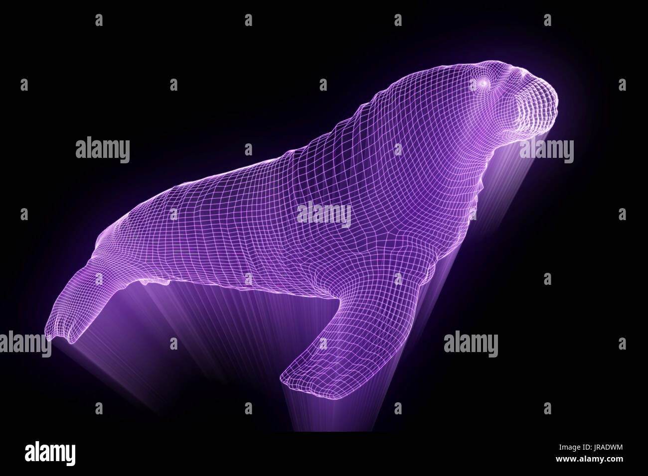 Walrus Seal in Hologram Wireframe Style. Nice 3D Rendering Stock Photo
