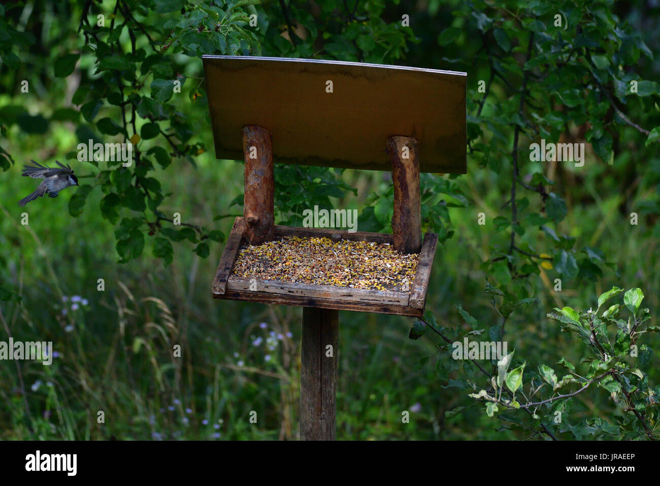 Fodder Rack Animals blue titmouse eats seeds in the fodder rack Stock Photo - Alamy