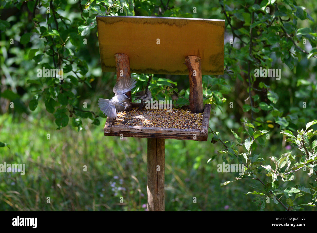 Fodder Rack Animals blue titmouse eats seeds in the fodder rack Stock Photo - Alamy