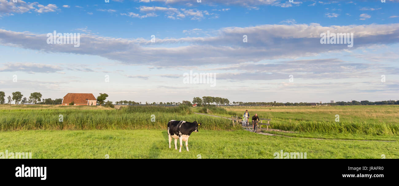 Panorama of a cow and people on a bicycle path in Groningen, Holland ...