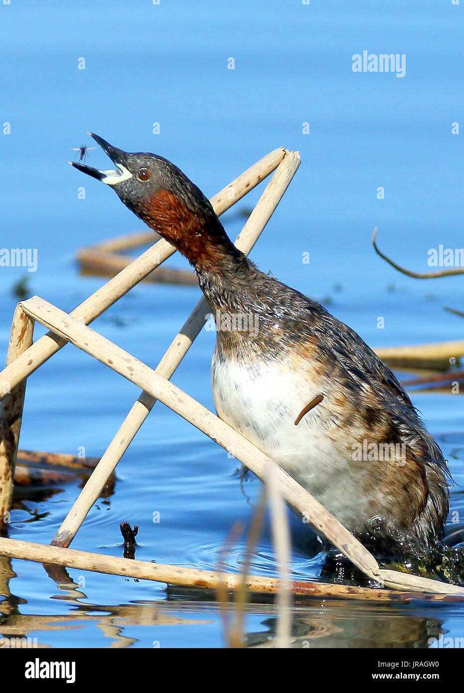 Little Grebe jumping out of water to catch fly in between the reeds,notice the leech clinging to its bodyi Stock Photo