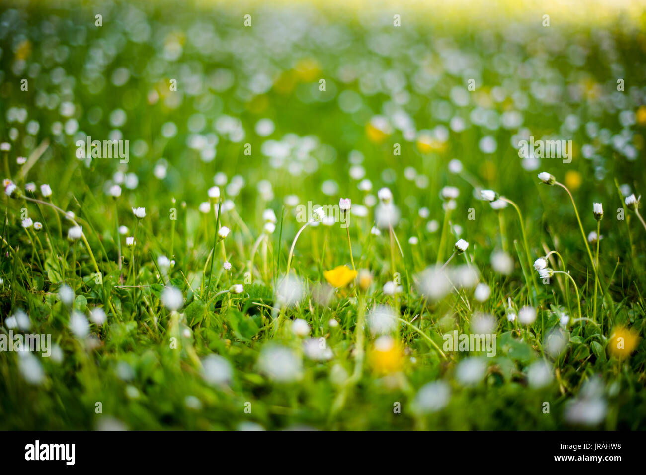 Extreme close up flowers hi-res stock photography and images - Alamy