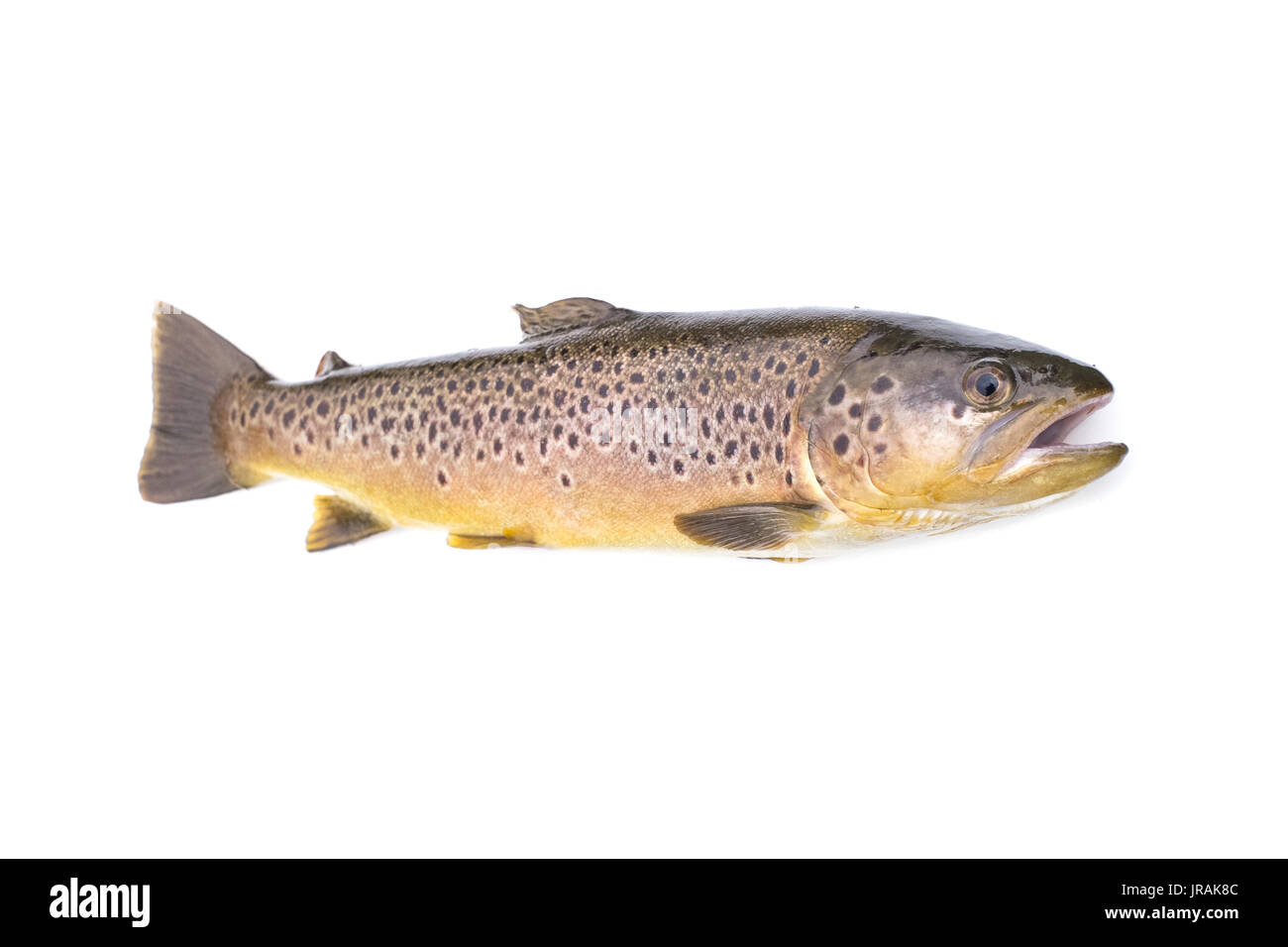Brown trout fish Salmo trutta isolated on a white studio background. Stock Photo