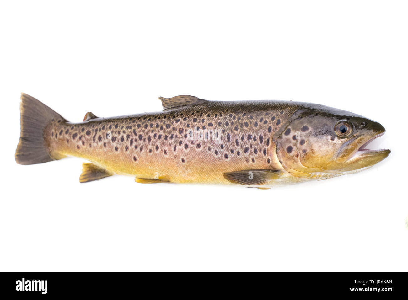 Brown trout fish Salmo trutta isolated on a white studio background. Stock Photo