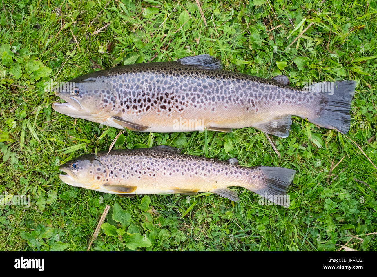 Brown trout on the riverbank, Hampshire, England, United Kingdom. Stock Photo