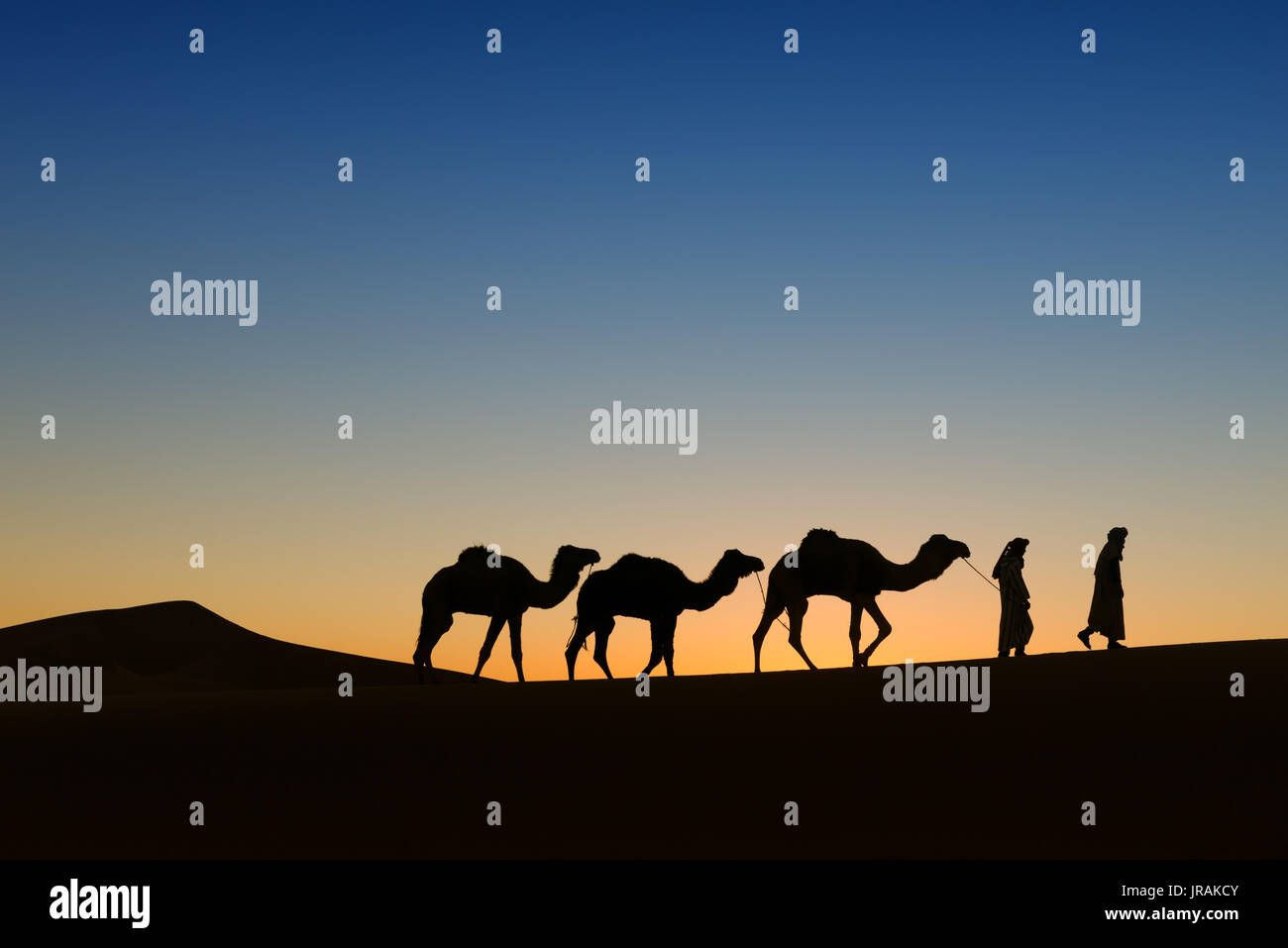 Camel (dromedary) caravan with nomads in the desert at sunrise. Stock Photo