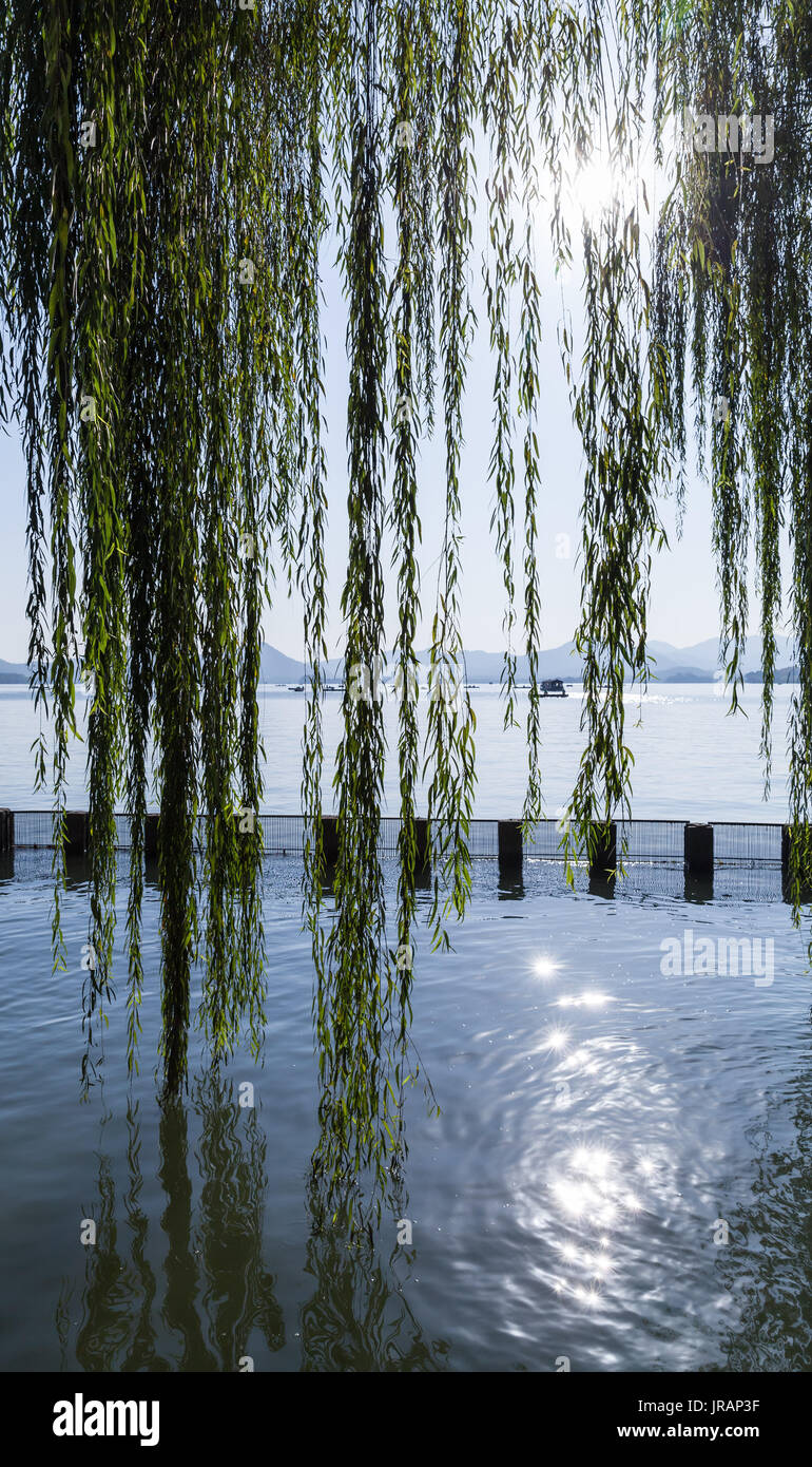 Branches of weeping willow growing on the coast of West Lake. Popular park of Hangzhou city, China Stock Photo