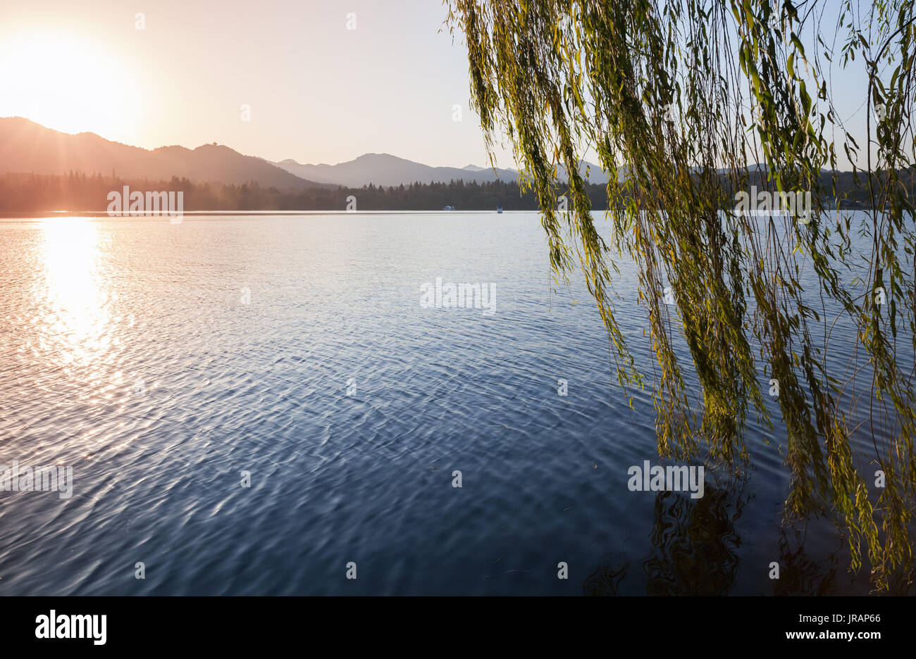 Branches of weeping willow growing on the coast of West Lake. Popular public park of Hangzhou city, China Stock Photo