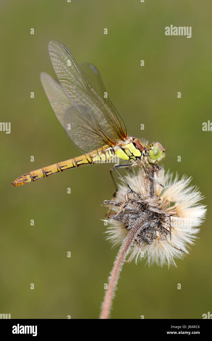 Common Darter Sympetrum striolatum Female Stock Photo