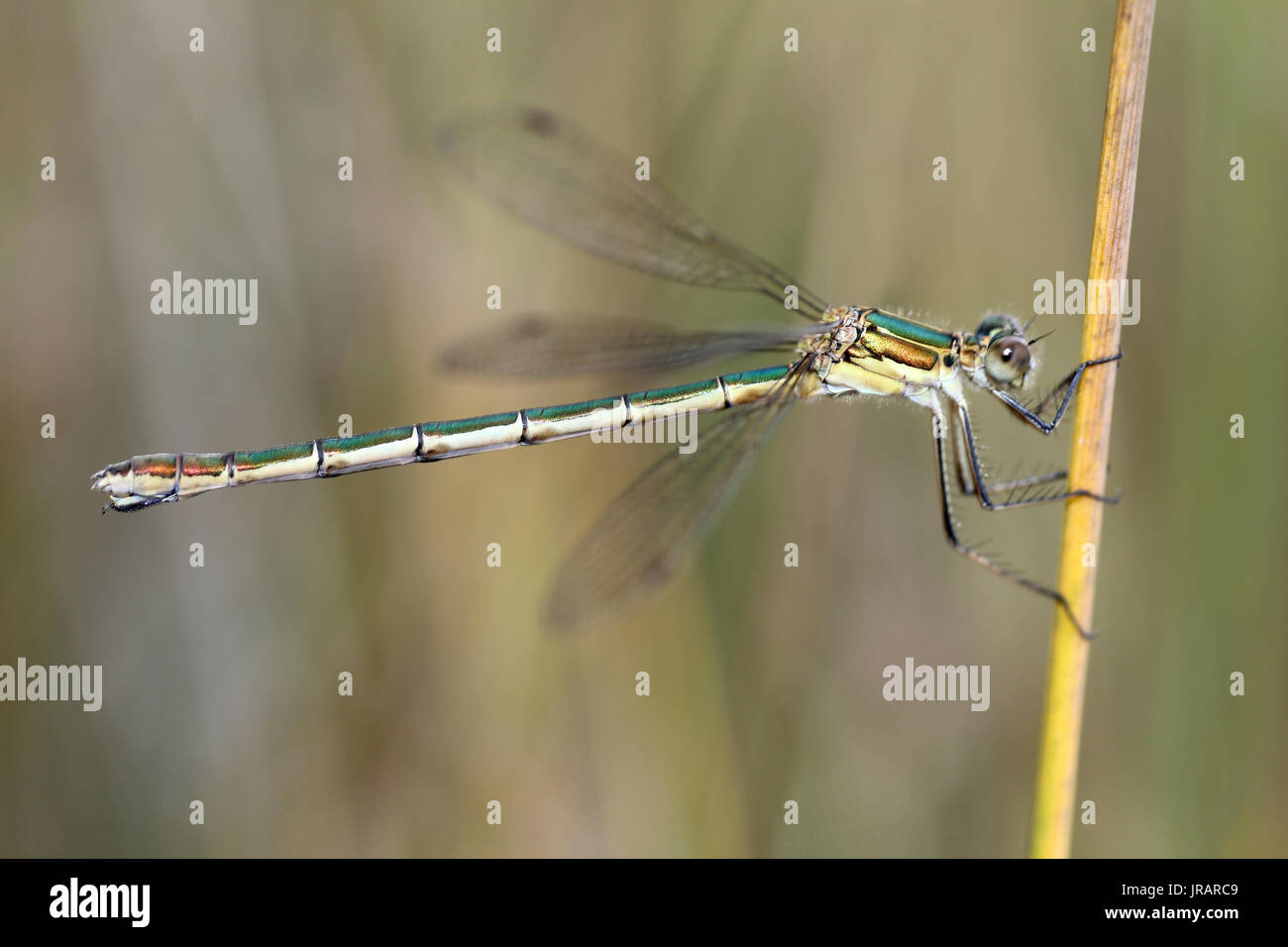 Emerald Damselfly or Common Spreadwing Lestes sponsa Stock Photo