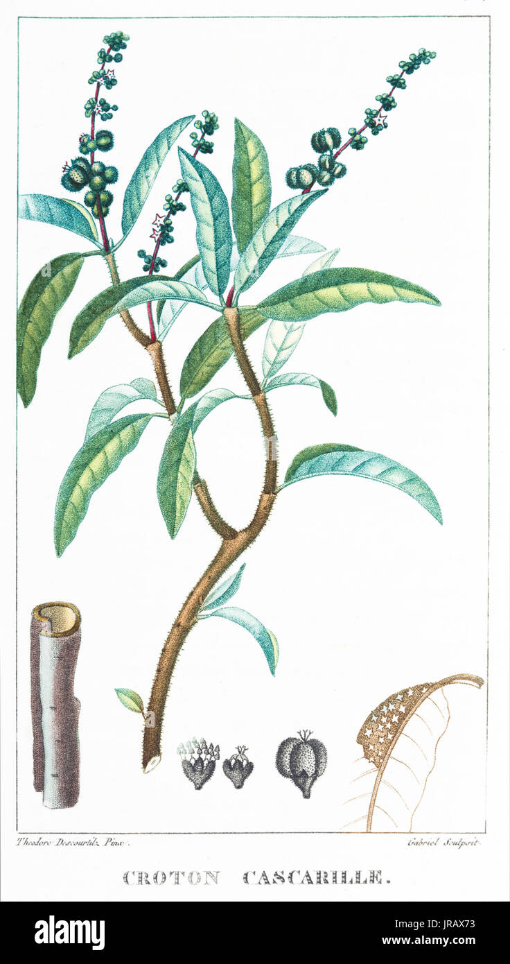 Cascarilla, Croton eluteria. Handcoloured copperplate