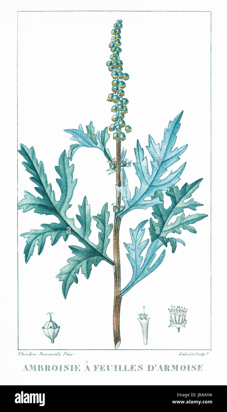 Ambroisie A Feuilles D Armoise Engraving Print Stock Photo Alamy