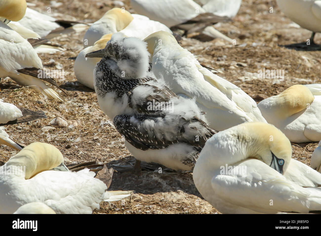 Northern Gannet colony in Bonaventure Island (Quebec) - Colonia de Alcatraces atlánticos en la Isla Bonaventura (Quebec) Stock Photo