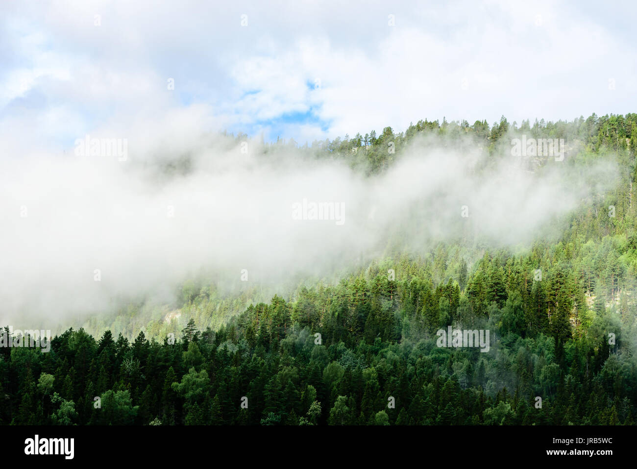 Low clouds over conifer forest on hillside. Stock Photo