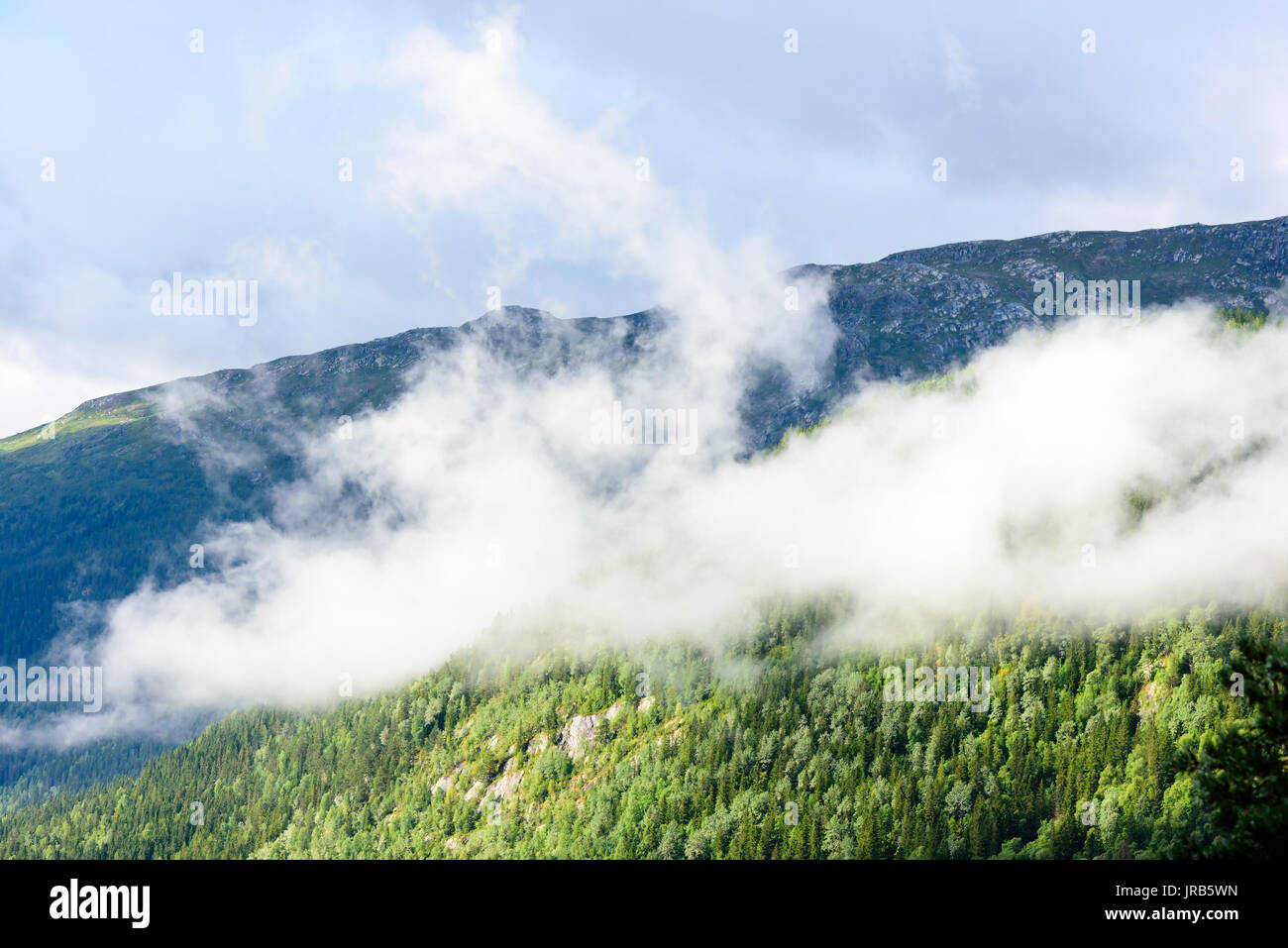 Low clouds over conifer forest with mountains in background. Stock Photo