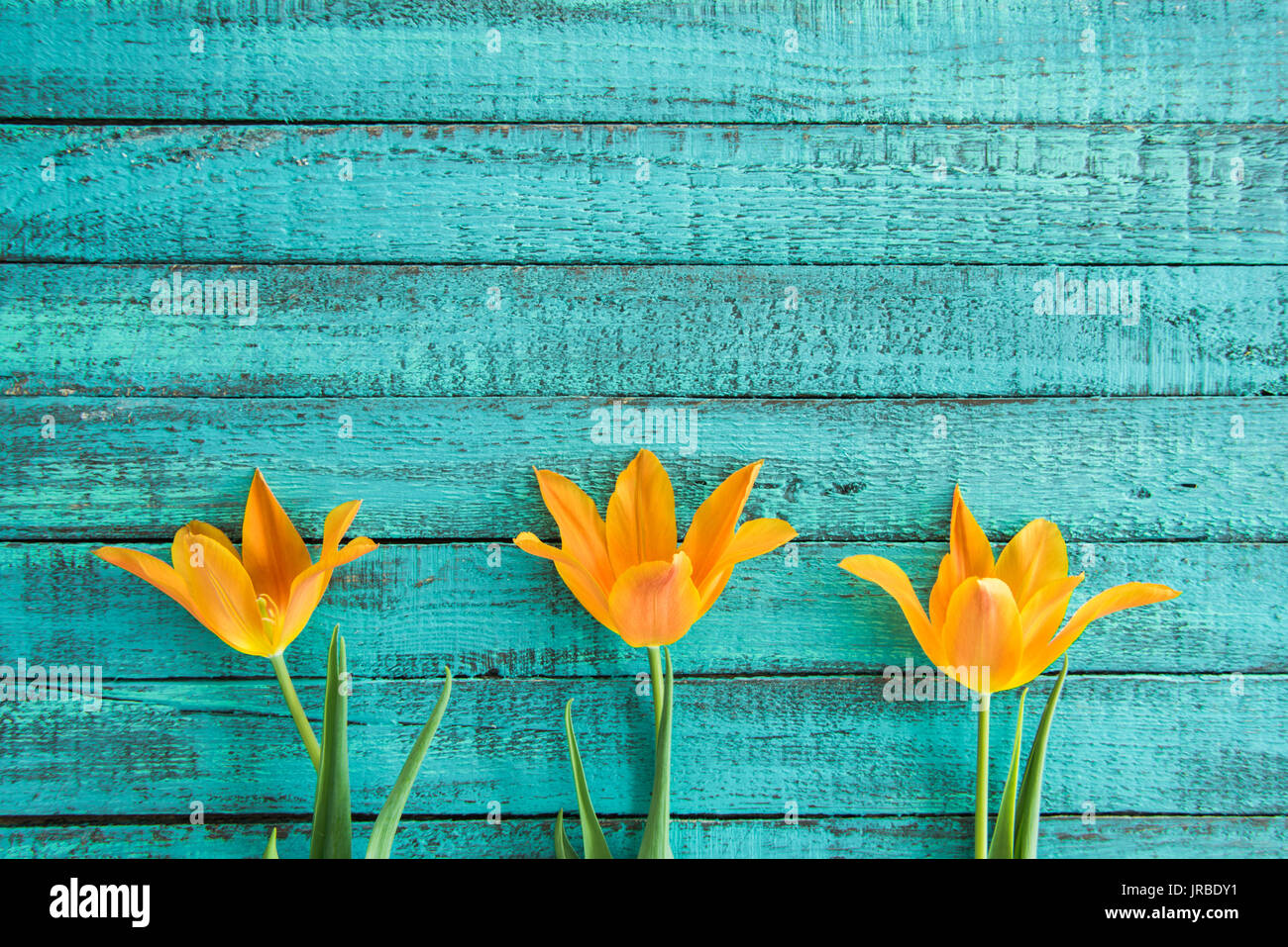 top view of yellow tulips in row on turquoise wooden tabletop. wedding ...