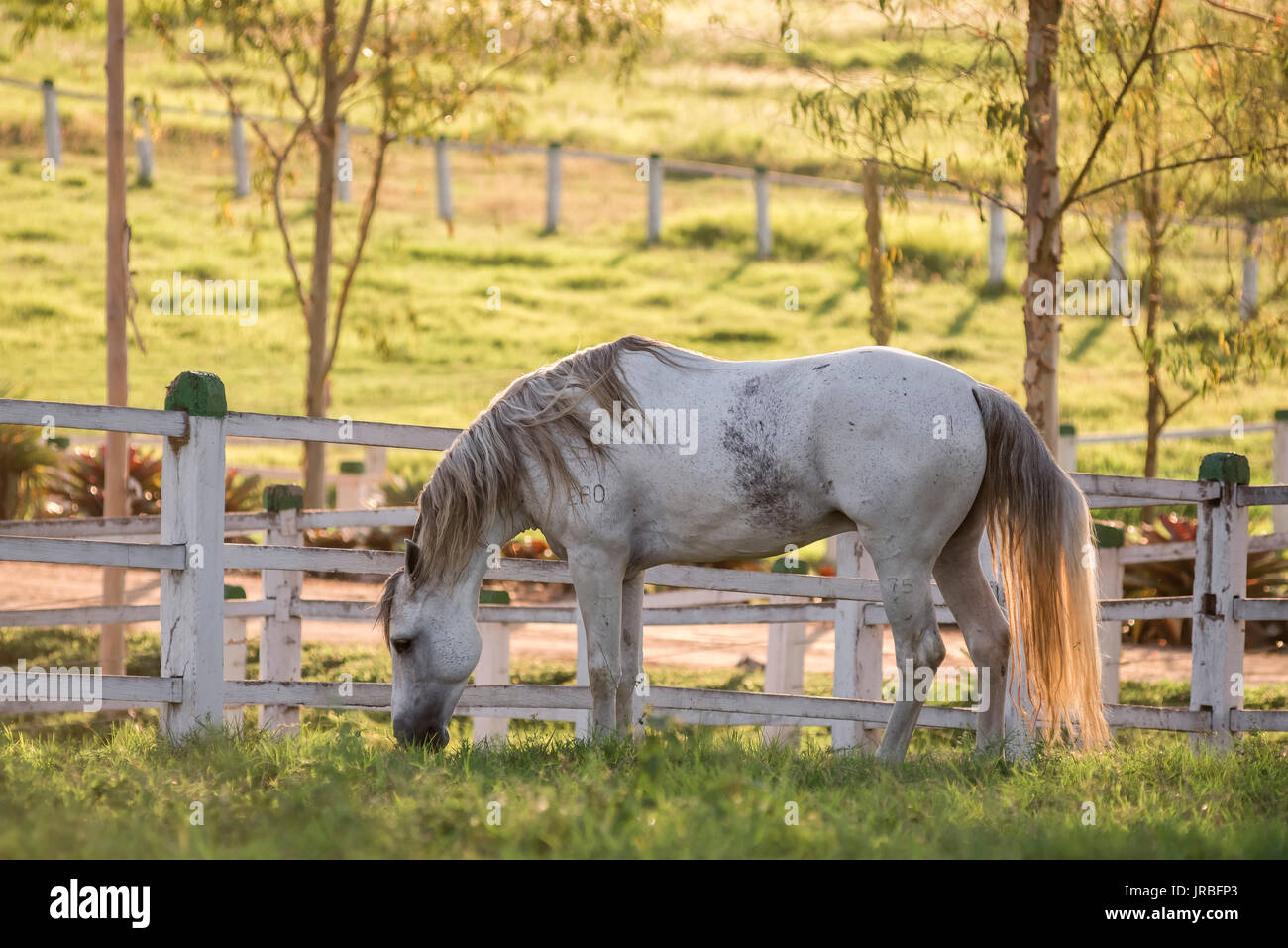 Gray Mangalarga marchador stallion in Brazil Stock Photo