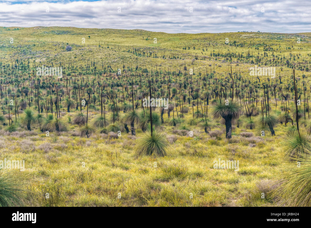 Valley full of grass-trees, Western Australia. Stock Photo